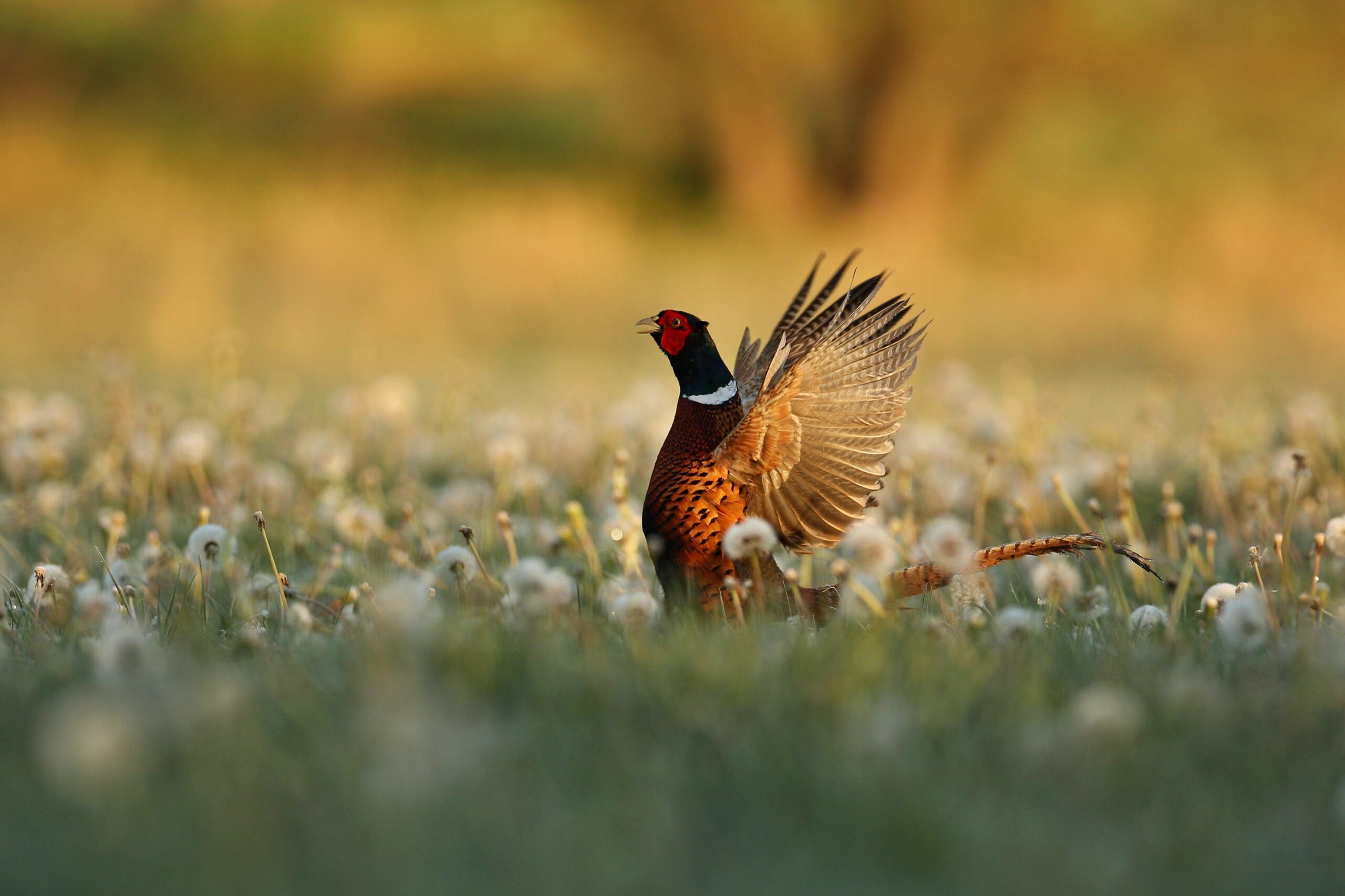 Wild pheasant male in the nature habitat. Shy and endangered animal close up. European wildlife. Birds mating time. Common pheasant. Phasianus colchicus.